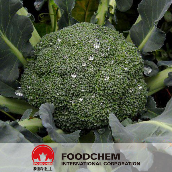 Broccoli Extract